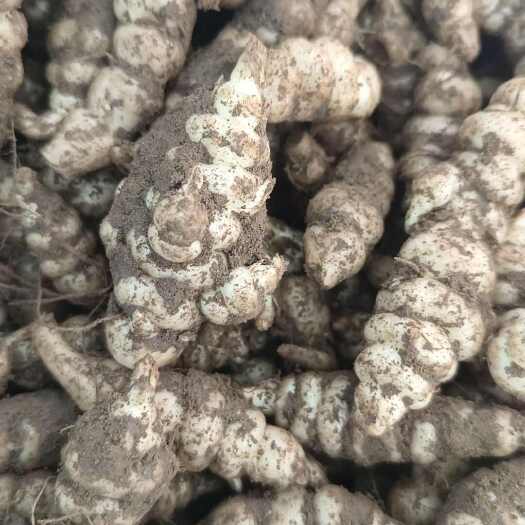 葫芦岛地环种子螺丝菜