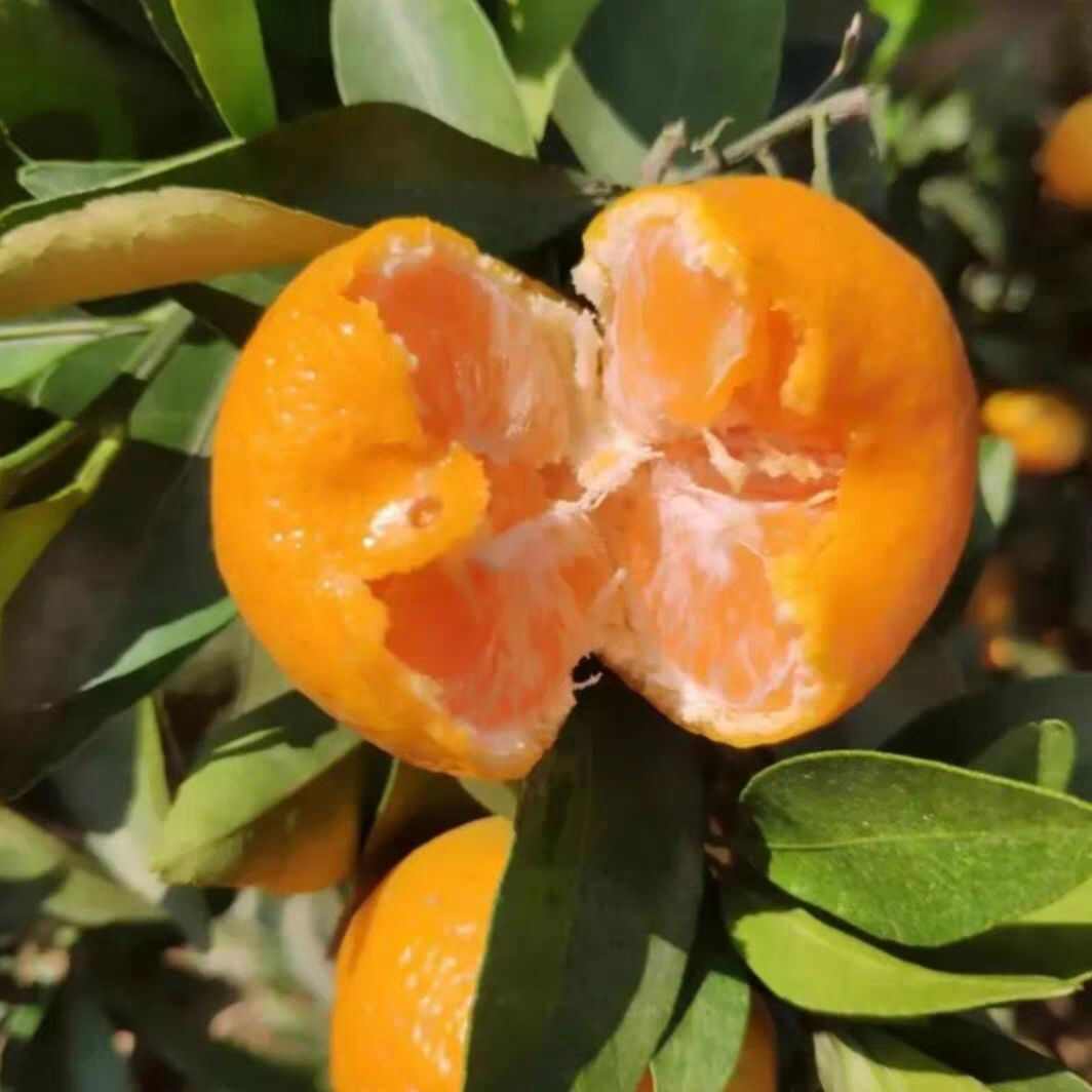 南丰蜜桔个头均匀皮毛好纯甜口感