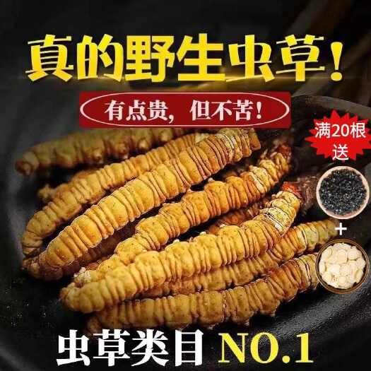 冬虫夏草虫草冬虫草正品干货断草那曲滋补藏区泡酒西藏