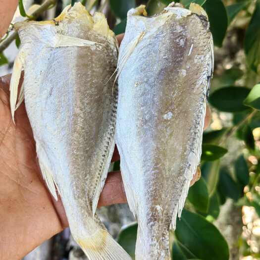 北海黄花鱼  滑仔鱼  咸鱼干