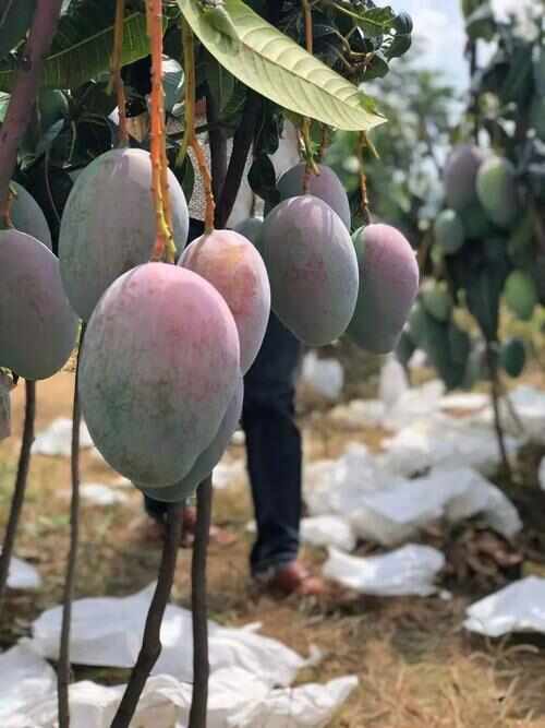 米易县凯特芒
