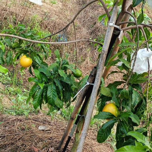 博罗县6号黄晶果