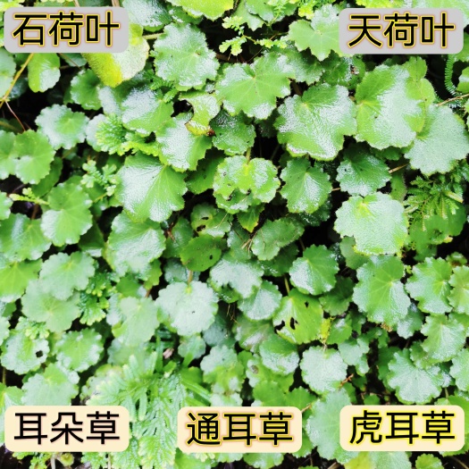 虎耳草新鲜虎耳草金线吊芙蓉金丝荷叶盆栽造景开花绿植四季绿