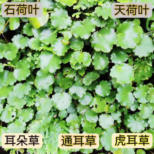 盐津县虎耳草新鲜虎耳草金线吊芙蓉金丝荷叶盆栽造景开花绿植四季绿