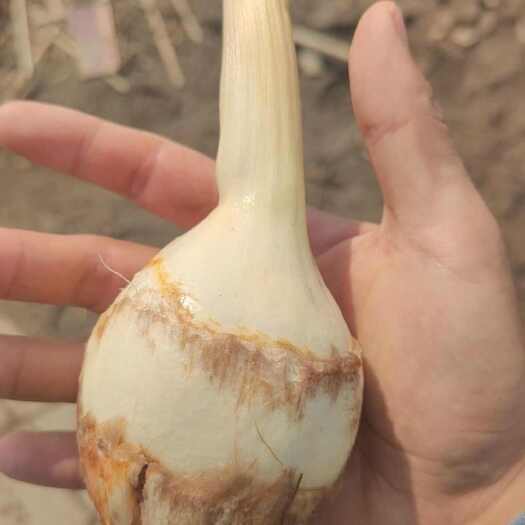 泰兴市泰州靖江千亩茨菇产地直发
