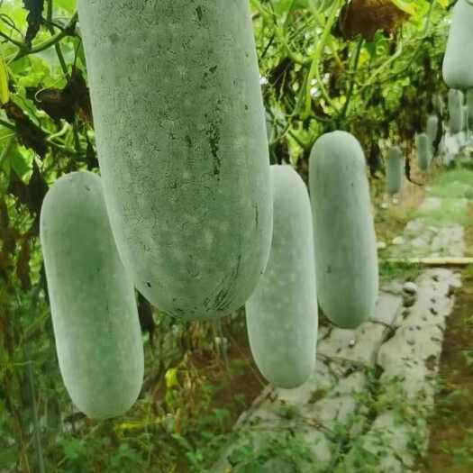 马山县毛节瓜