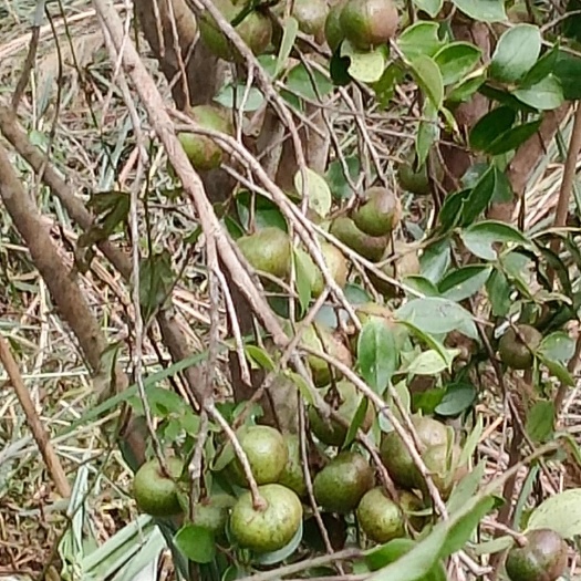 自种茶油果