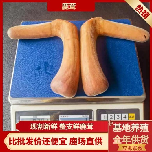 长春吉林双阳 梅花鹿茸 顺丰包邮 鹿场直销 小克数头茬二杠鹿茸