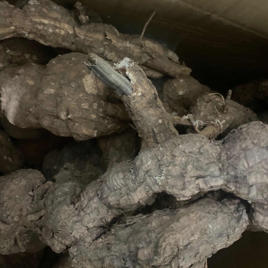 楚雄市茯神整个茯神带皮老树茯神木桩茯神树根茯神茯苓神整个发大货屁股