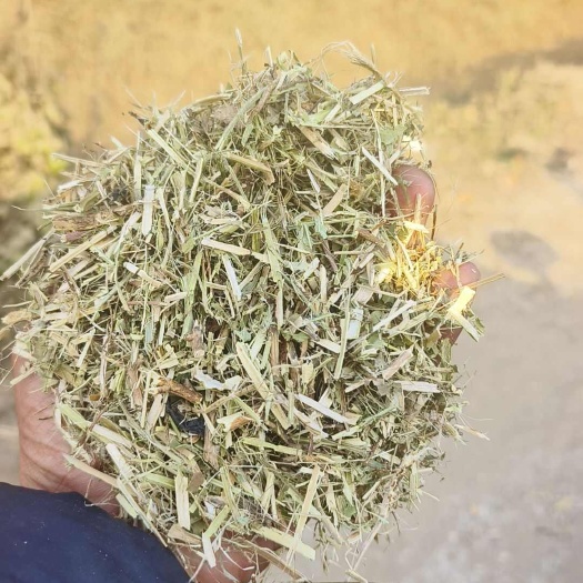 东明县花生秧