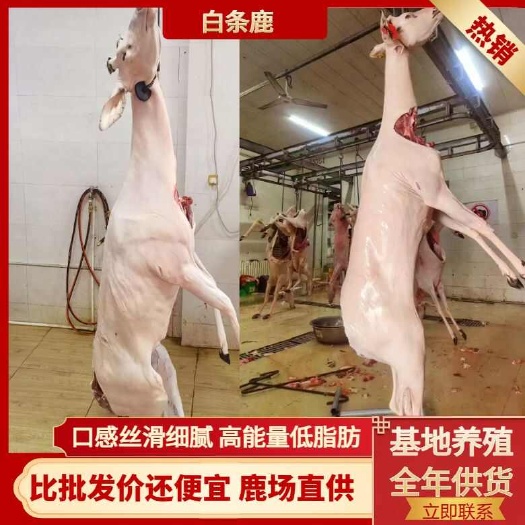 鹿肉  鹿白条 活杀带检疫 60-200斤接受预定