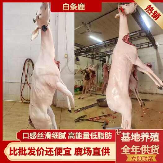 长春鹿肉  鹿白条 活杀带检疫 60-200斤接受预定