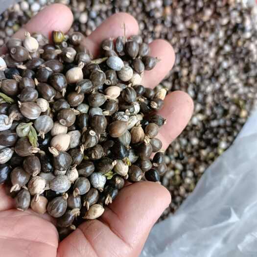 薏苡米新货大山里采摘的数量不多