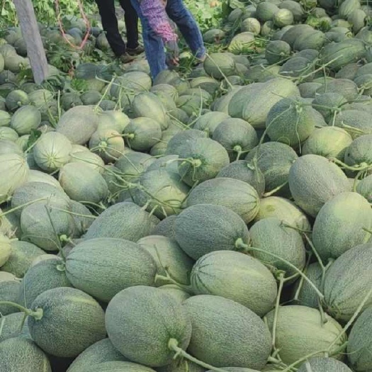 乐东县纯海沙地蜜瓜，甜度16密度高，皮薄多汁，皮毛白净网纹均匀