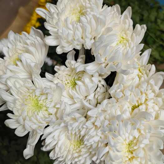 新沂市出口级白菊