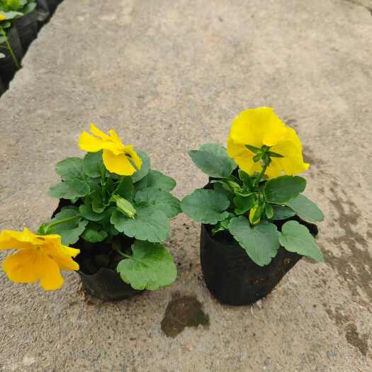 重庆市大量种植销售各种时令草花