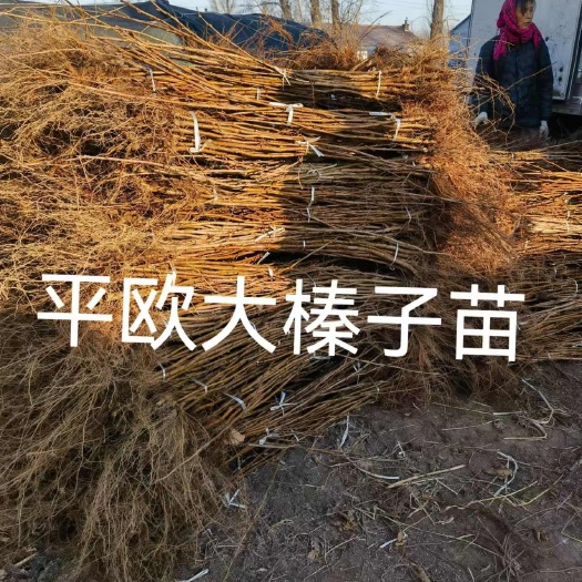大榛子树苗