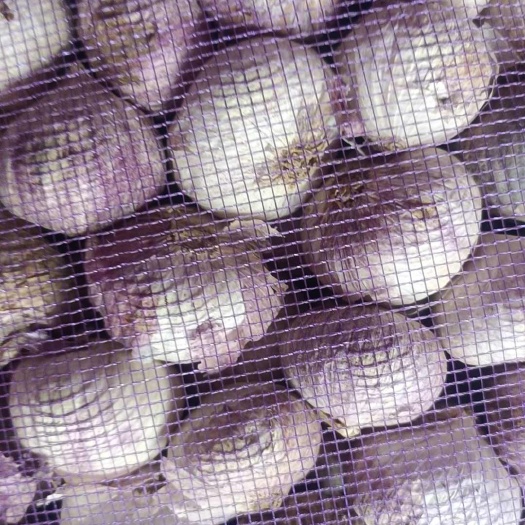 昆明大独蒜