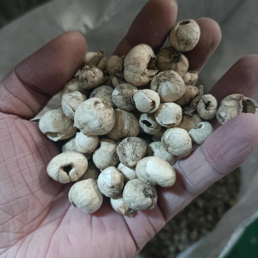 霍城县优质贝母中药材 新疆伊犁霍城发货 快速安全到家