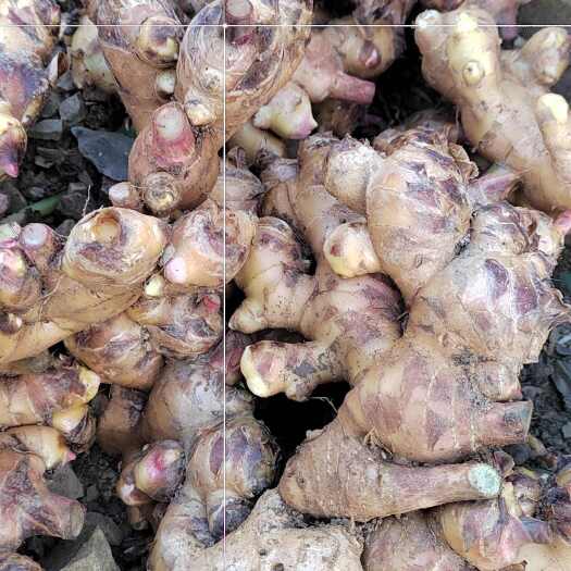 隆林县出售广西大肉姜