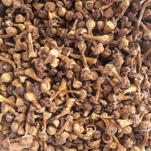 自家种植姬松茸，姬松茸羊肚菌合作社