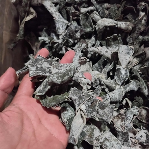 烘干海带扣，干度好，颜色绿