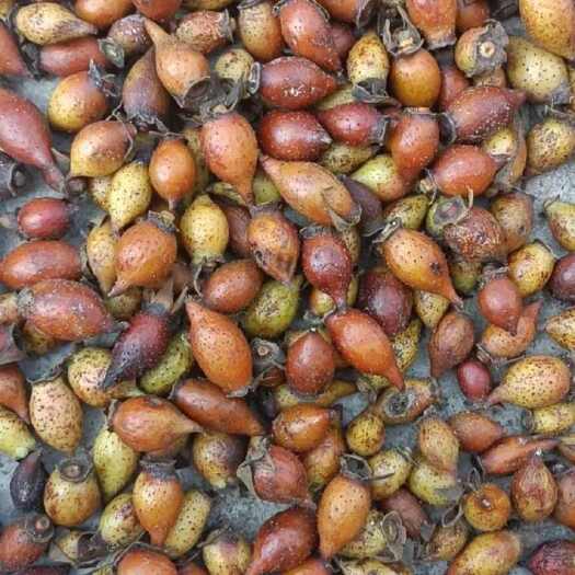 天峨县优质金樱子