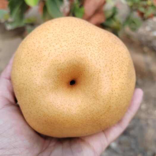 中牟县中牟晚秋黄梨大量成熟，有需要的可以联系，果子还在树上，口感甜
