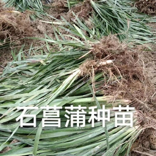 石菖蒲苗  菖蒲种苗，量大优惠