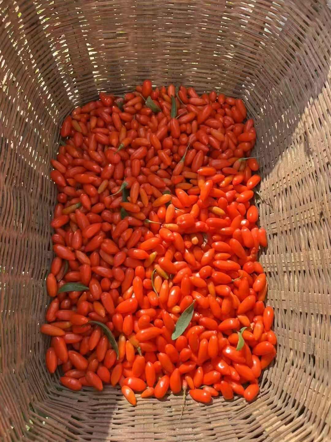 青海红枸杞头茬手果摘无硫无钠果源头大量供应