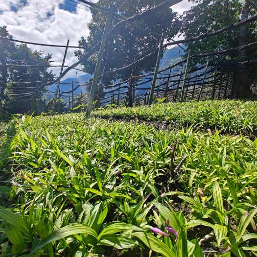 泸西县白芨 驯化苗1.5cm以上挑小不挑大 紫花宽叶 中宽叶