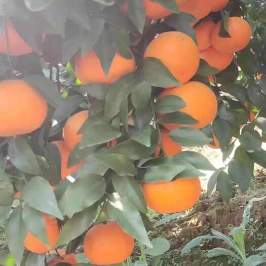 元江县沃柑工厂货，越南货，电商货，市场货大量有货
