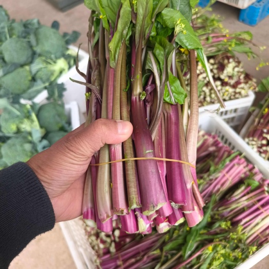 枝江市红菜苔