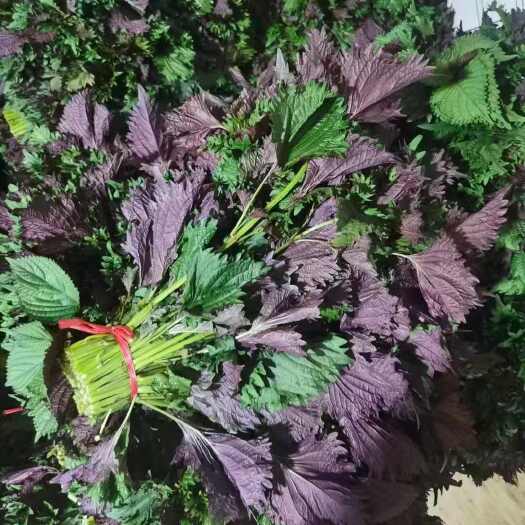 新鲜单面紫香新鲜紫苏，生态无污单面土紫苏叶