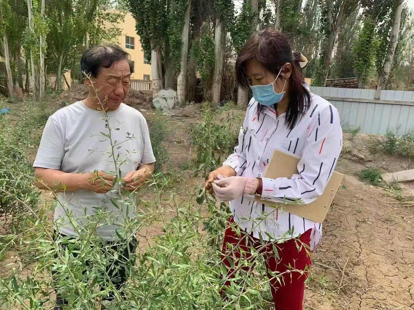 青海红枸杞头茬手果摘无硫无钠果源头大量供应