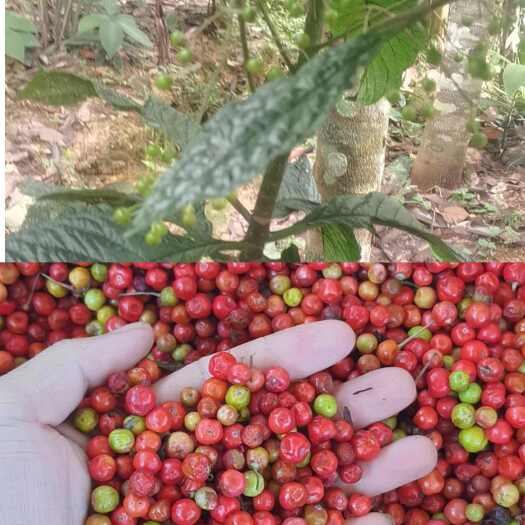 东兴市走马胎种子大叶紫金牛血枫山鼠山猪药走马胎叶新鲜走马胎