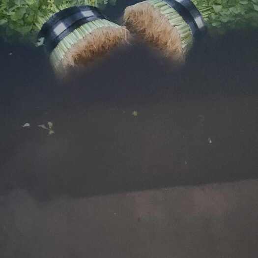 杭州香芹