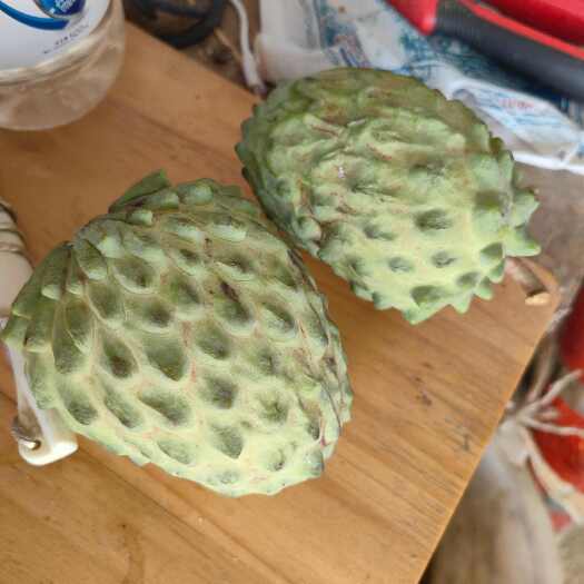河口县我家的释迦主打一个，没有催花，膨果，全程自然成熟。
