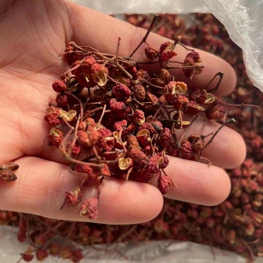 磁县西部 大红袍 小花椒  麻椒