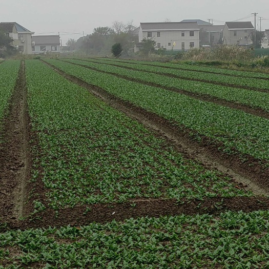 南通趴地菠菜，量大从优