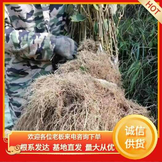 溆浦县金红一号水杨桃砧嫁接苗