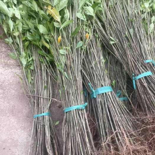 重庆市黄栀子苗  中药材黄栀子苗 规格齐全 量大从优