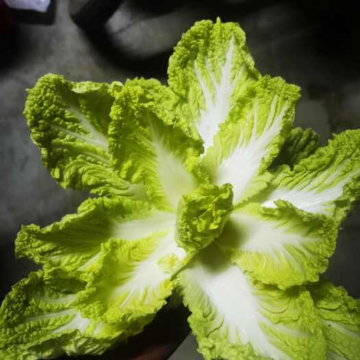 钟祥市黄心娃娃菜