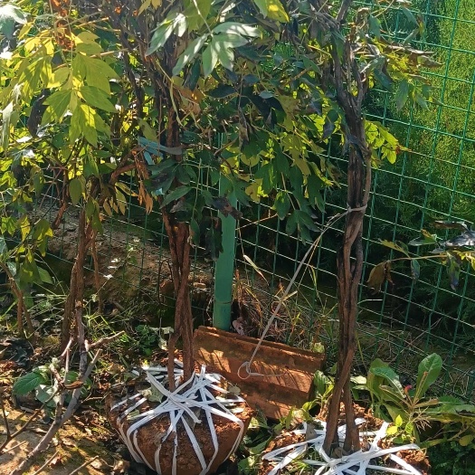 陇西县牡丹