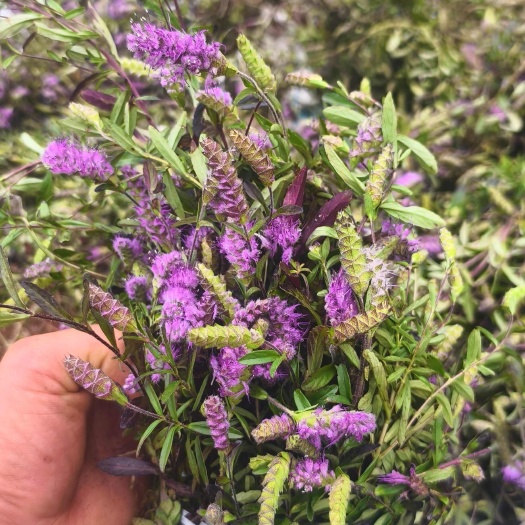 文山市云南山茶花干货