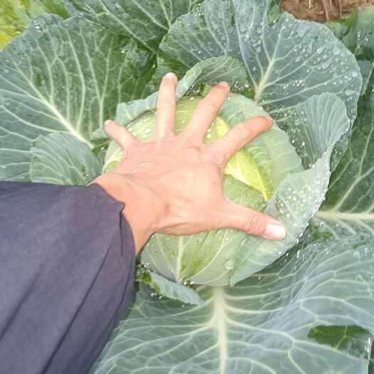 凤冈县莲花白；
