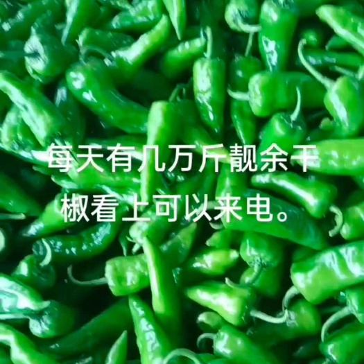 徐闻县广东湛江徐闻 余干椒 辣椒 新鲜直供