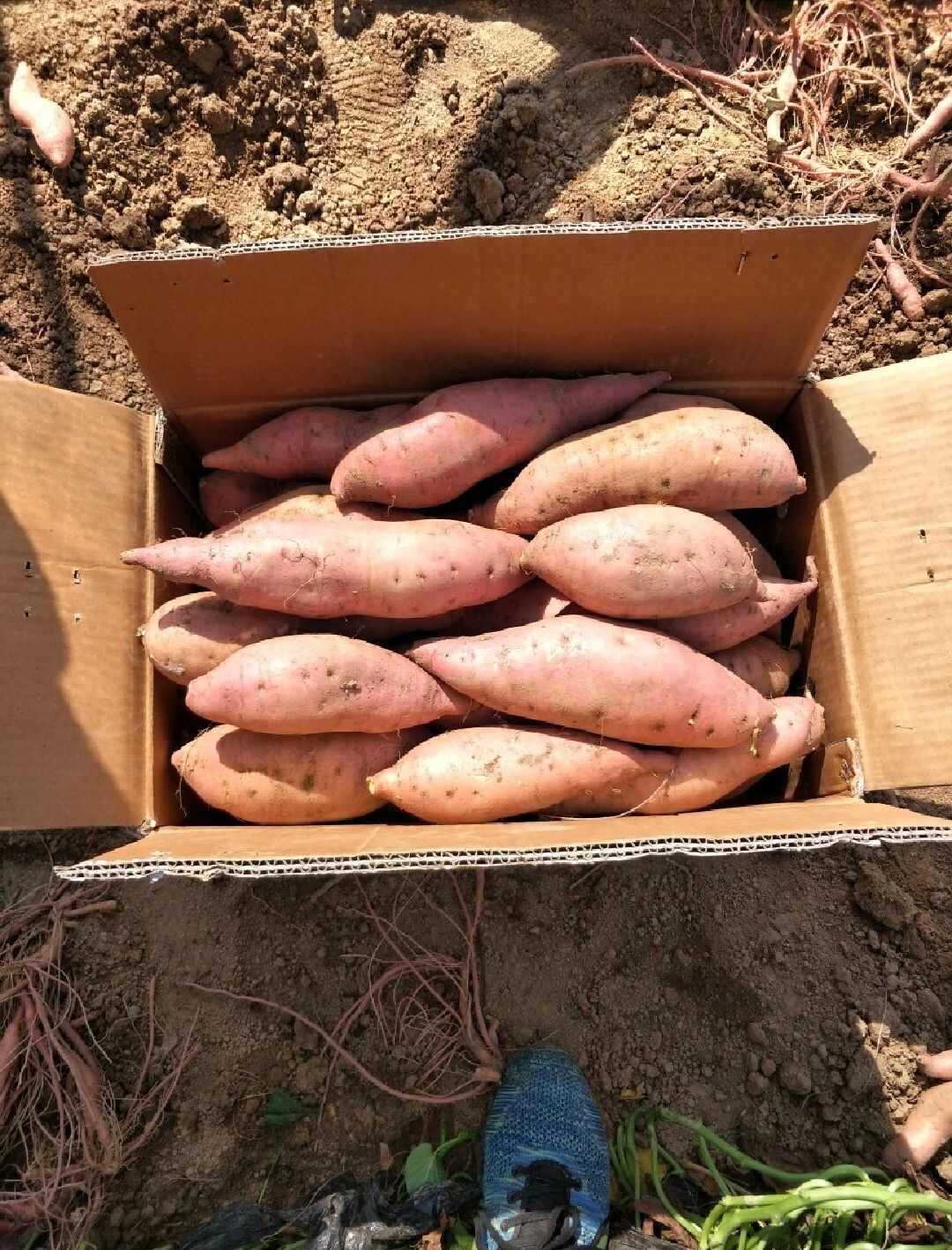 【荐】板栗薯-济薯26 产地直达 批发市场 加工厂 全国发货
