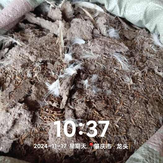 四会市四会谷壳鸡粪2024-11-16