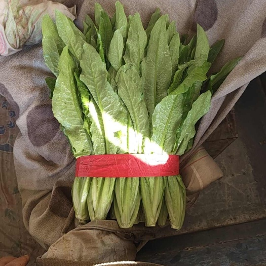 邯郸油麦菜